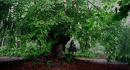 afaerytalelife:I sheltered under a tree with him once, in the rain.— First Knight (1995).