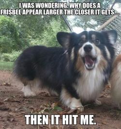 corgi-addict:  Bad Pun Corgi source: http://imgur.com/r/corgi/8WfqxnM