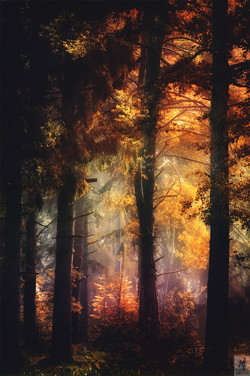 Glowing Dreams…when you´re admiring the forest glow.Latest of my photos that´s now ready in m
