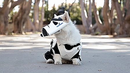 thewightknight:  May The Fluff Be With You    Winston the white corgi dresses up