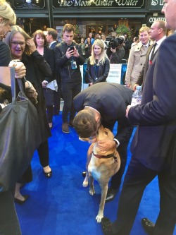 ball-of-wool:  Tom Hardy and his dog at the Legend premiere. So cute! 