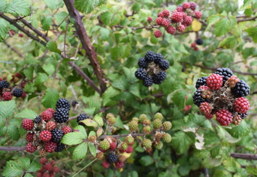 rherlotshadow:Blackberries