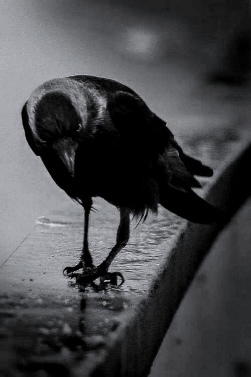 dark-recesses-of-the-soul:  ☽ dark recesses of the soul ☾