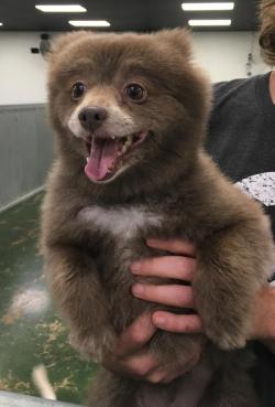 awwww-cute:  Somebody brought this bear into