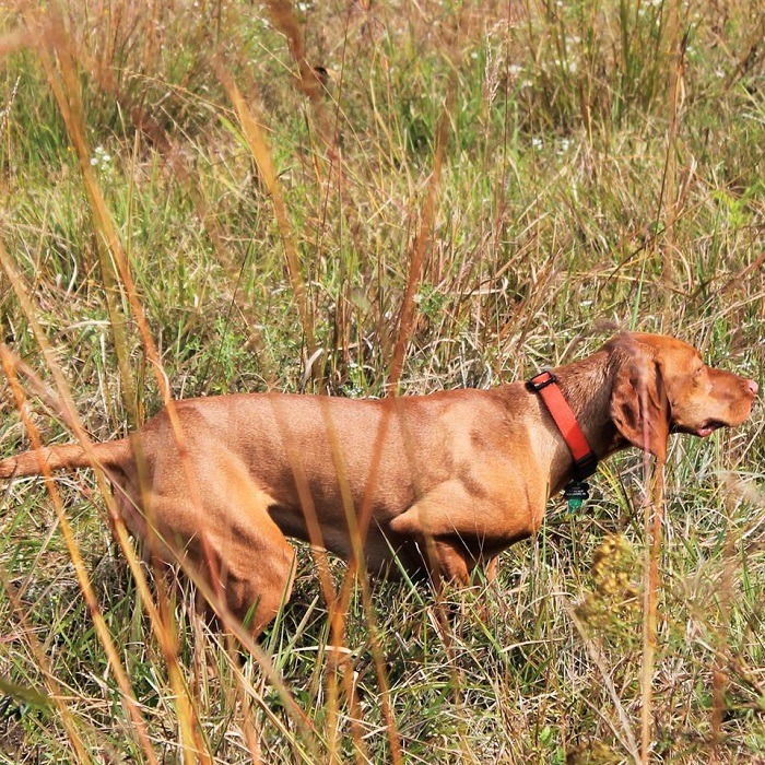 Hunting dog breeds