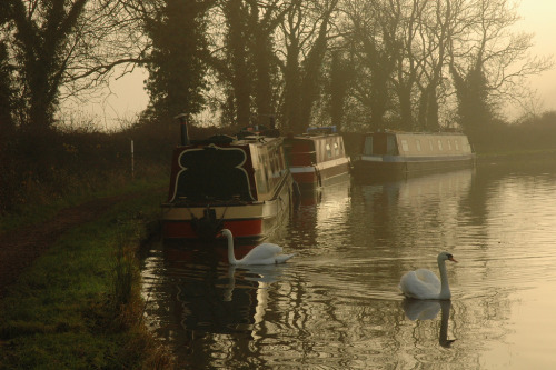 Swans and Barges (by Arden 58)