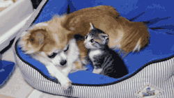 gifsboom:  The kitten loves a chihuahua. [video] [MAKO0MAKO0] 