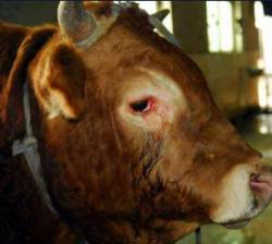 fightingforanimals:  A bull in Hong Kong was reported to cry and literally begged for his life.Workers in a slaughterhouse were surprised when the bull suddenly knelt and cried before he was taken into the slaughterhouse. Shiu, one of the workers, said