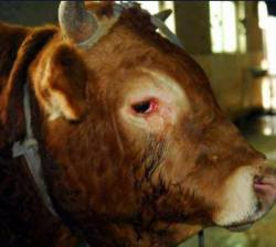 fightingforanimals:  A bull in Hong Kong