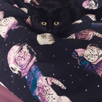 vulpixmew:she was very excited about a paper ball….very very excited