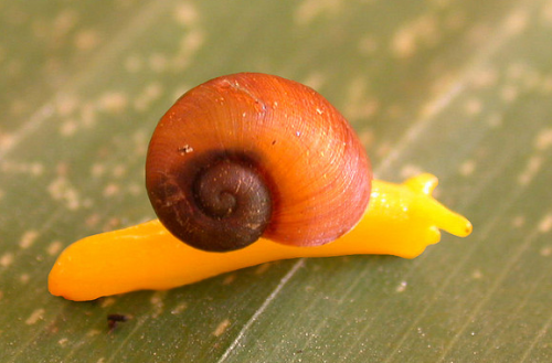 molluscainthehouse:An assortment of terrestrial gastropods of Papua New Guinea. Papua New Guinea has
