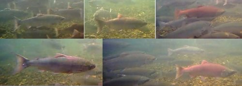 Colors of the Underwater Rainbow  The fish are jumping this summertime in Katmai National Park and o