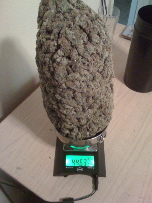 Stay Lifted