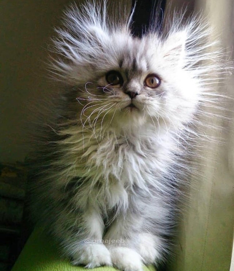 friendly-animals:  Follow me for more cute animals! (: