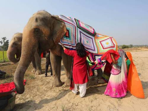 merelygifted: Local women make colourful jumpers for formerly abused animals after staff at conserv