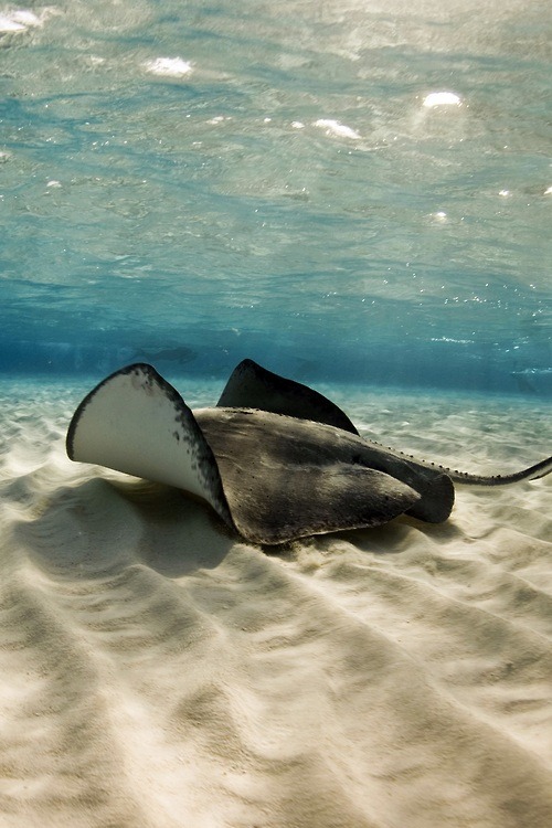 plasmatics:  Stingray by Albert Kok 