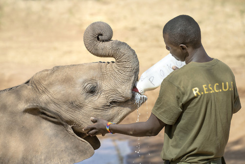 There is an increase in orphaned elephants in northern Kenya due to severe drought, floods, human-el