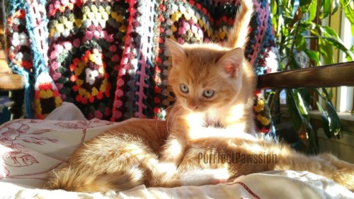 tessispace:purrfectpawssion:Baby kittenMarius 8 weeks old PurrfectPawssion @mostlycatsmost