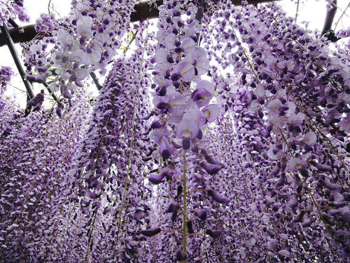 Porn photo  Surreal Wisteria Flower Tunnel in Japan