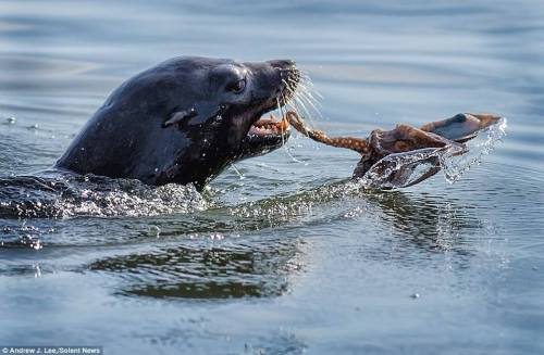 sofiabiologista: I bet you’ve never seen a sea lion wrestle an octopus before! Check out these amazi