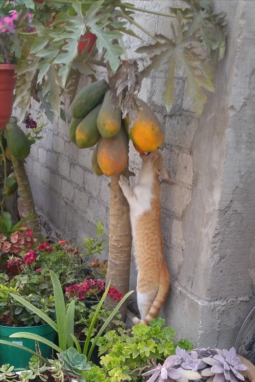 onesinnerzerostandards:MY PAPAYAS