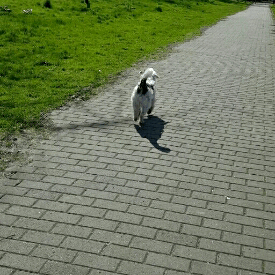 mango-pup:  sammythesheltie: We had an amazing walk today without Mia but with Fox and Spoony, Sammys best friend 🐶. His owner has poorly a cold -hopefully she will feel better soon- and asked me if I could take Spoony with us. And the little Jack