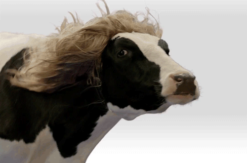 melody-rhythm-life:When Io realizes she’s a cow.