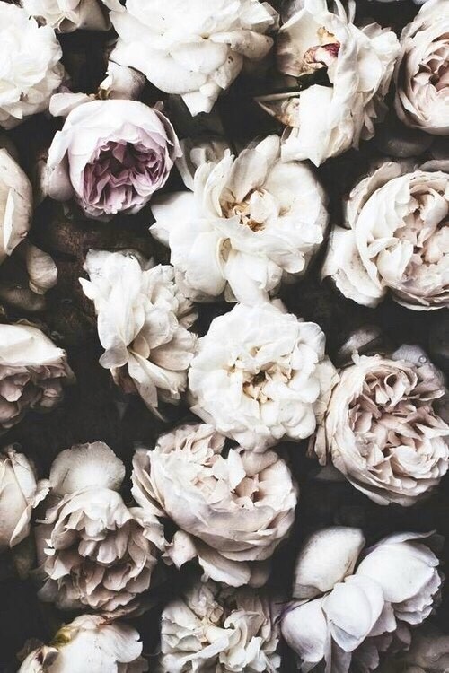 Porn photo widit:  Tulip & Roses // Requested  I