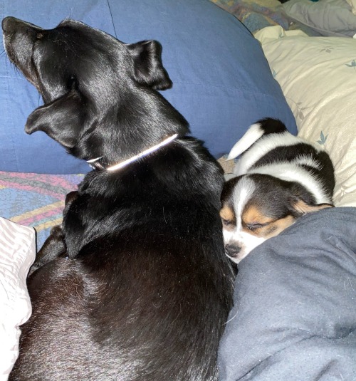 tiny white, black, and brown puppy curled up next to much larger, though only 20 lbs, all black dog