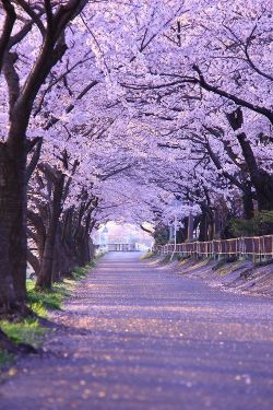 bluepueblo:  Cherry Blossoms, Kyoto, Japan photo via vidya 