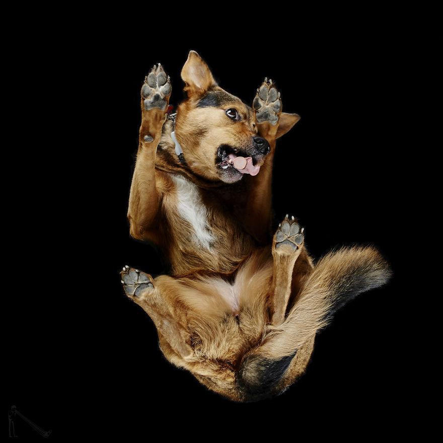 transvegetarian:  culturenlifestyle: Photographer Captures the Underbelly of Dogs