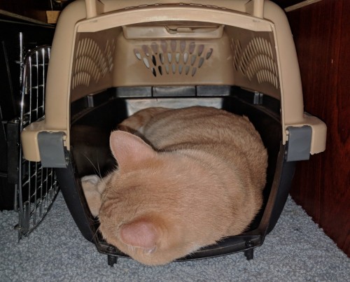 cat crate