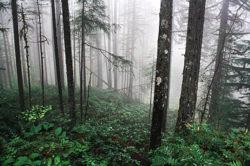 90377: Silver Falls State Park 01 by quiet nymphs on Flickr.