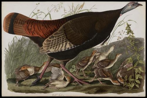 centuriespast: The Birds of America, Plate 6, Great American Hen &amp; Young Vulgo Female Wild T