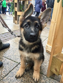 endless-puppies:  Meet Jack!