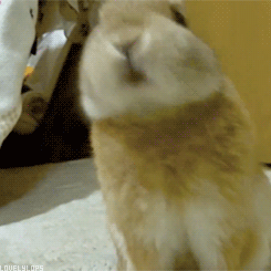 paynefullyinlovewith1d:  I’m in an animal phase right now…Deal with it bitchez. 