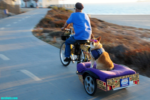 delightfulcycles:  Living life lazily (by mcshots)