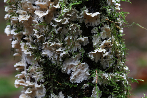 Unidentified toothed bracket fungus by miketaylor11 on Flickr.