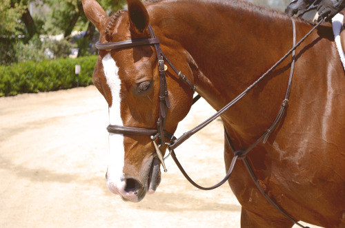 blenheim spring classic II, 2013.