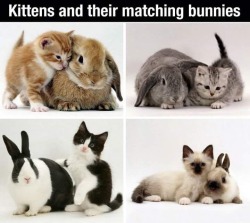 awwww-cute:  Kittens with Matching Bunnies (Source: http://ift.tt/1ldHZwZ) 