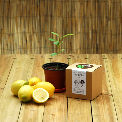 etsyfindoftheday: etsyfindoftheday | 10.4.14 STEAL OF THE WEEK: grow your own lemon tree plant kit b