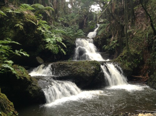 petrifiedlightning:  Waterfall at the Hawaii tropical botanical gardens.