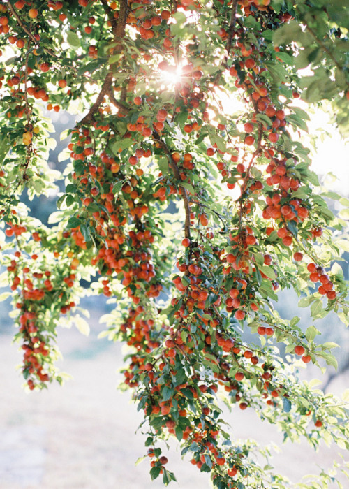 dustjacketattic: orchard | photo by feather and stone