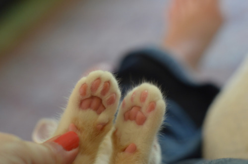 supremesailorscout: pvwitch: In case you were having a bad day, here are some kitten feet KITTEN FEE
