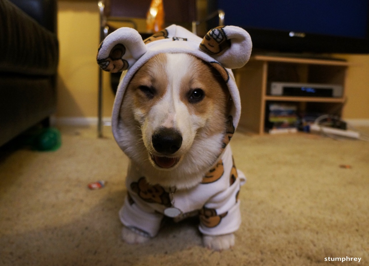 strinqs:  sweetlemonad3:  unionjac-k:  corgnelius:  Stumphrey takes full advantage