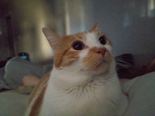 Same cat looking up to the right