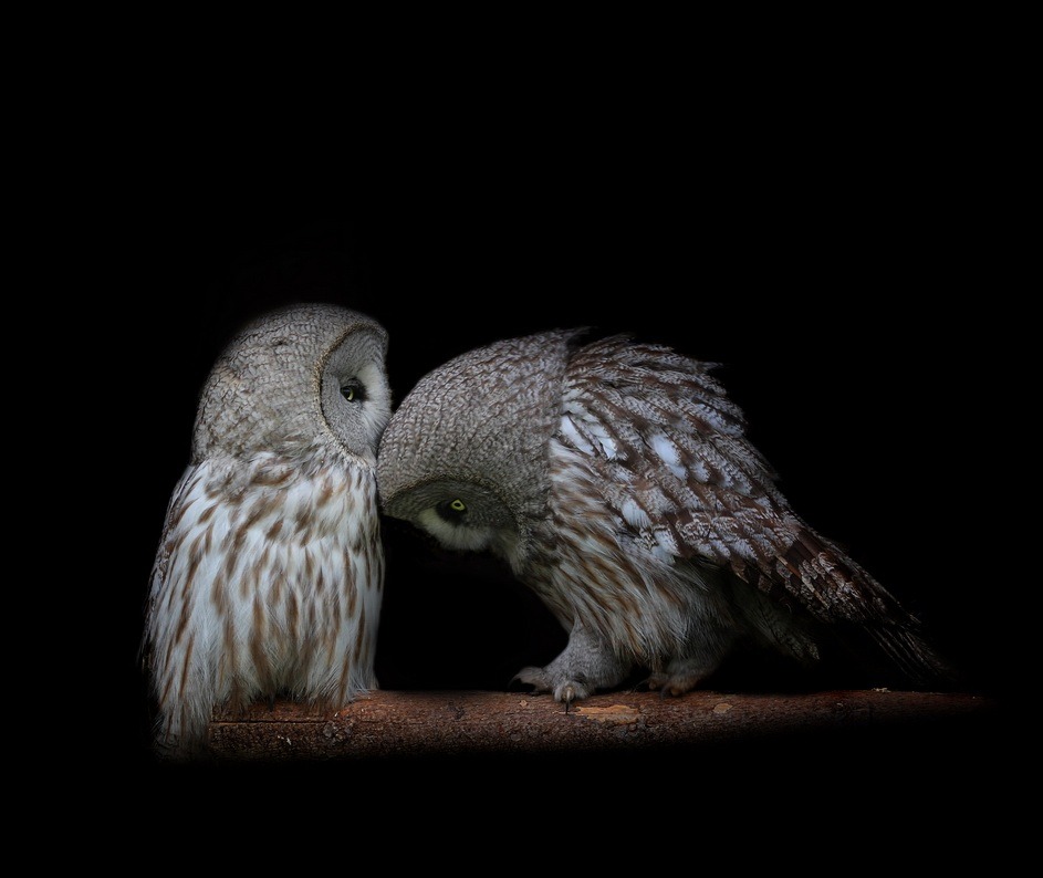 The apology (Barn Owls)