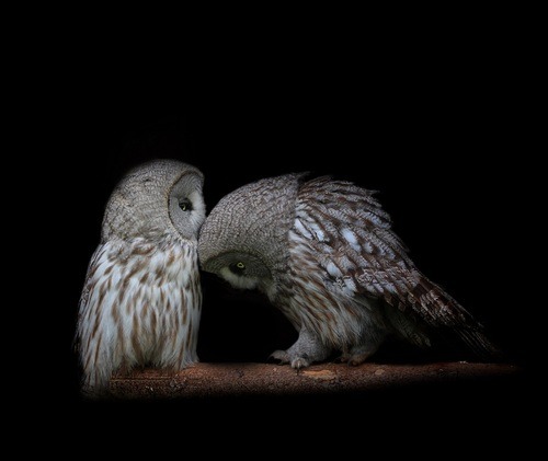 The apology (Barn Owls) adult photos