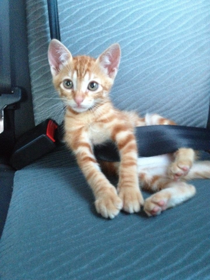 catsbeaversandducks:  His name’s Ed and he’s SO CUTE! Photos by ©Ed 