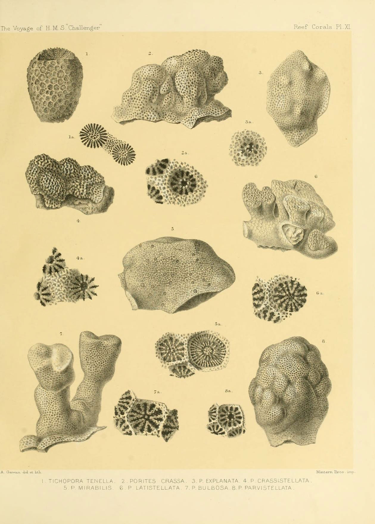 🥒 Report on the reef-corals collected by H.M.S. Challenger during the years 1873-76
[London?: H.M.S.O.], 1886.